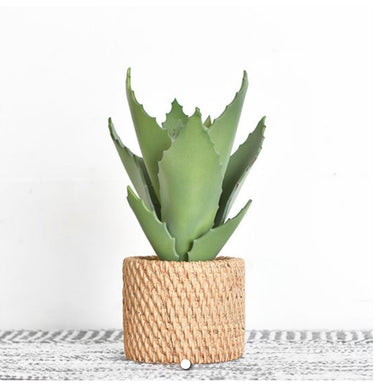 HD Aloe In Pot PDCH050