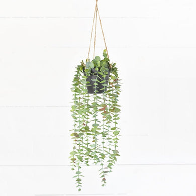 HD POTTED HANGING EUCALYPTUS PDCH045
