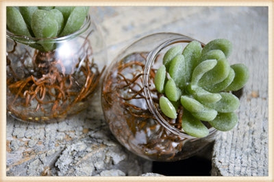 HD ROOTED SM SUCCULENT Item: 19LY-PL07