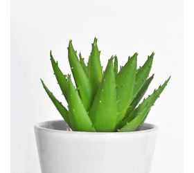 HD SOFT ALOE PLANT. PDCH044