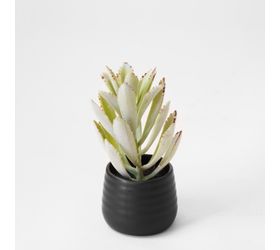 HD SUCCULENT IN CERAMIC POT .PDH014