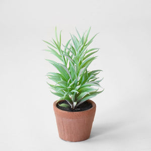 needle succulent HD NEEDLE SUCCULENT PDCH010