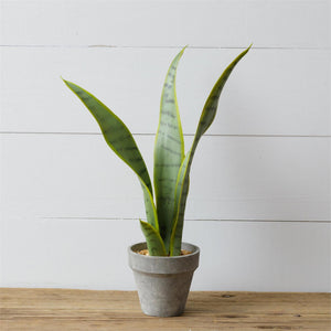 POTTED SANSEVIERIA 8F6578