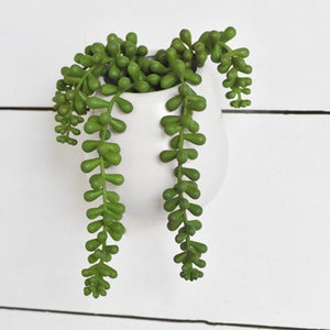 BEAN LEAVES IN POT PDH031