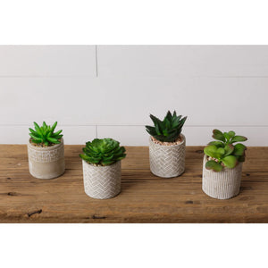 HD Assorted Succulents In Cement Pots 8F6437