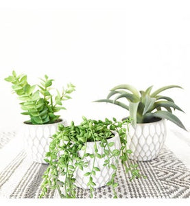 succulent marketplace SUCCULENTS IN POT PDYF020 – Walnut Street Marketplace
