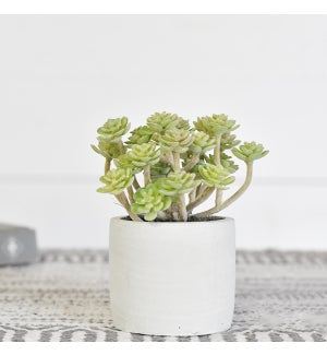 Dusty Succulent In Pot PDCH060