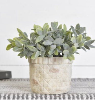 Sage Plant In Cement Pot PDSW03