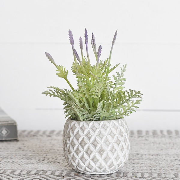 Baby Lavender In Pot PDDH-019