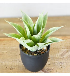 14.5" AGAVE IN POT  PDCH019