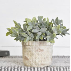 Large Sage Plant in Cement Pot